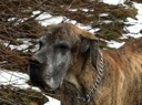 Otto